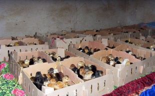 供應山東優質小土雞，把握商機賺大錢