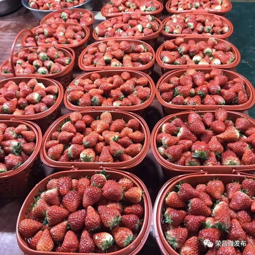 榮昌本地農副產品線上選購指南 手機下單，美味到家